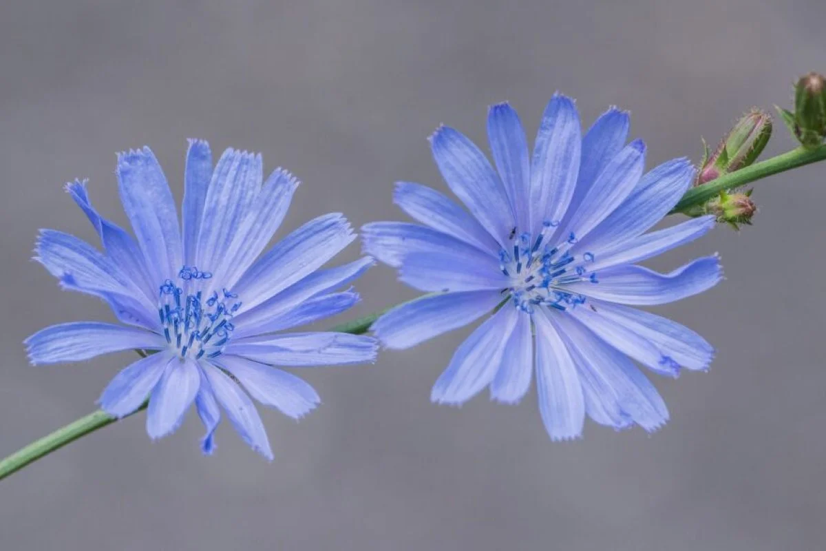 chicory-PLANT chicory-PLANT